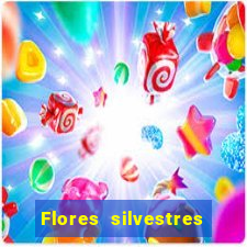 Flores silvestres brasileiras brasileiras flores silvestres nomes e imagens